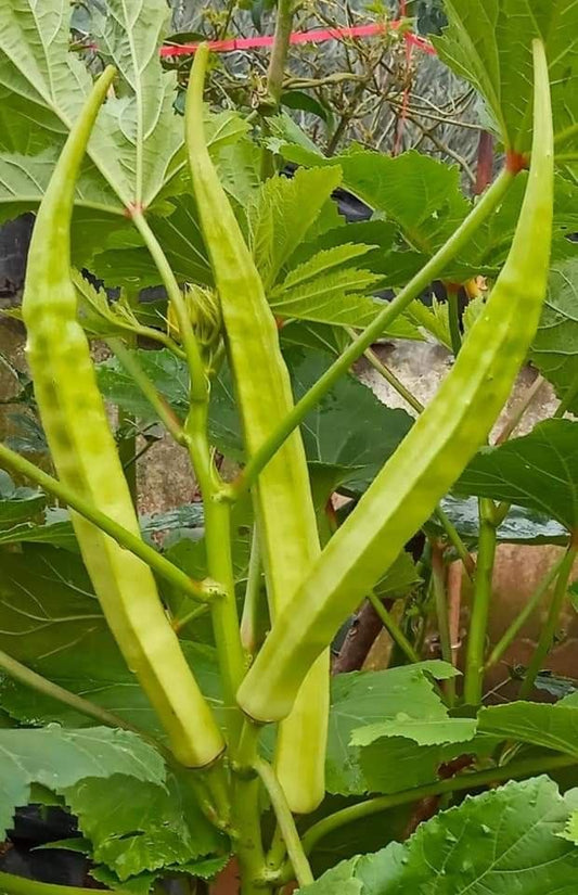 Okra Old World Giant Seeds