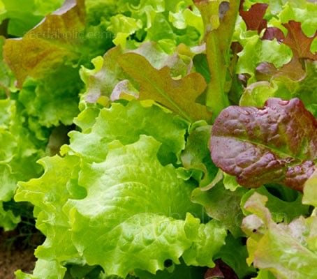 Lettuce Starbalpeter Seeds