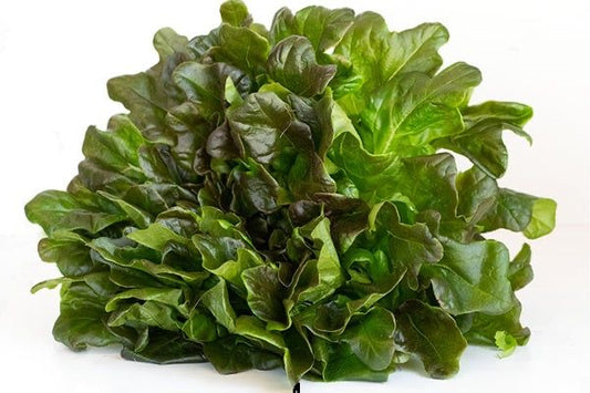 Lettuce Bijela Seeds
