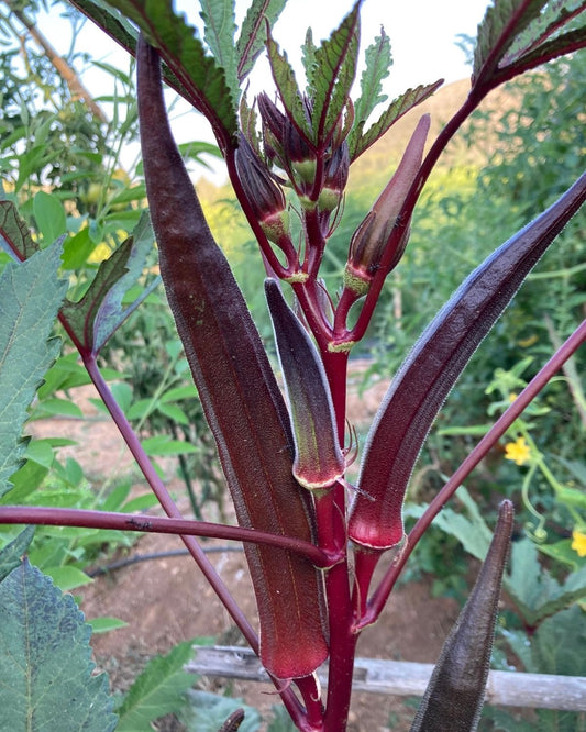 Okra Crimson Torch (Red Thin) Seeds