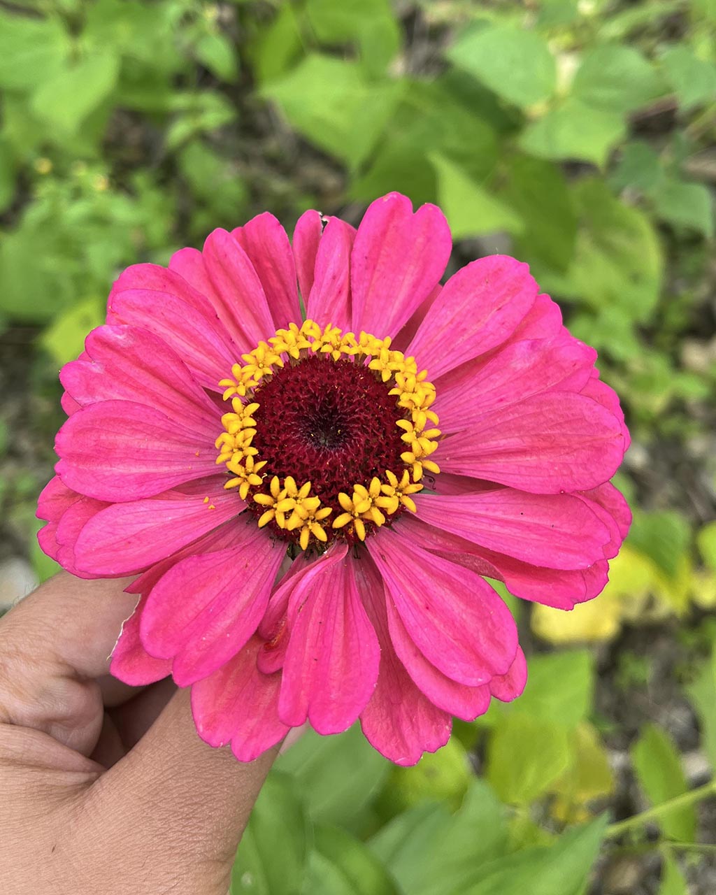 Zinnia (Mix)