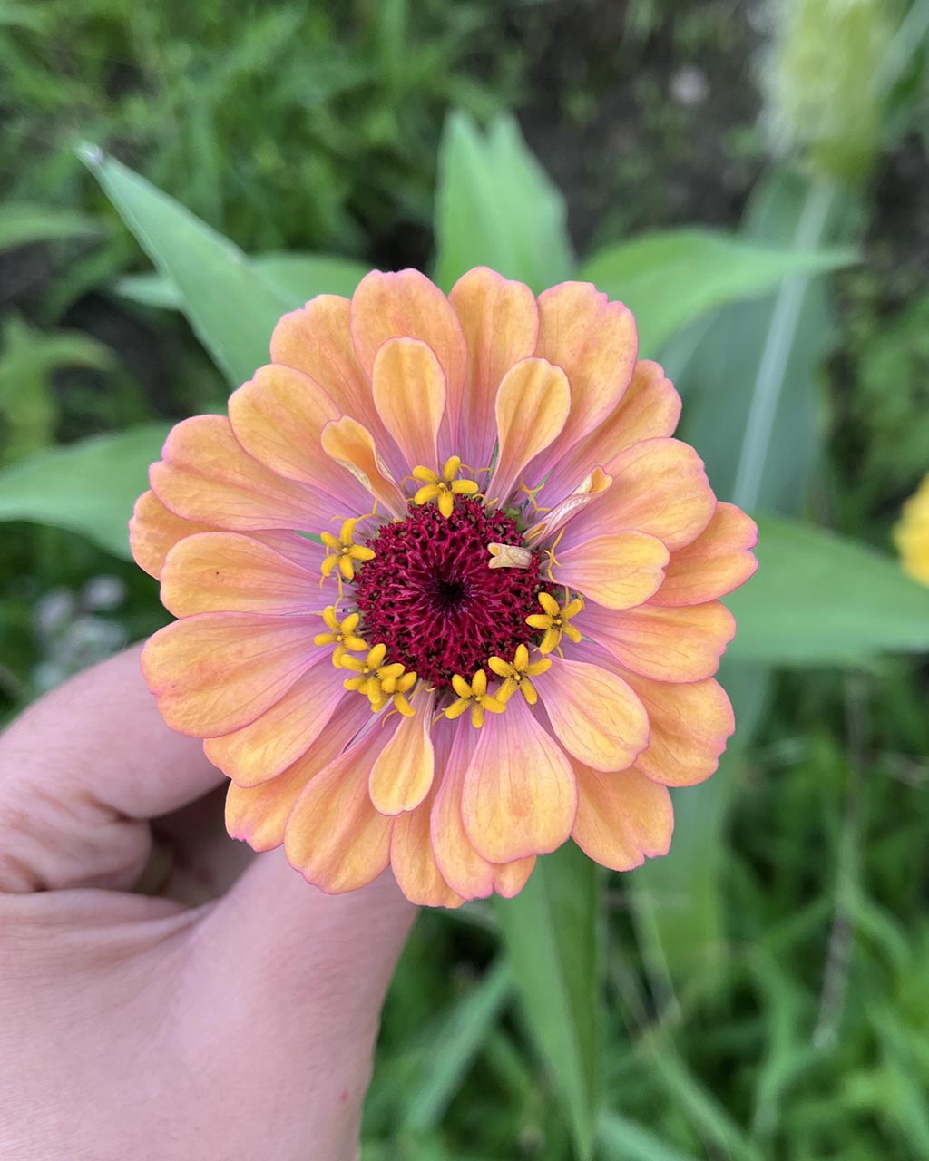 Zinnia (Mix)