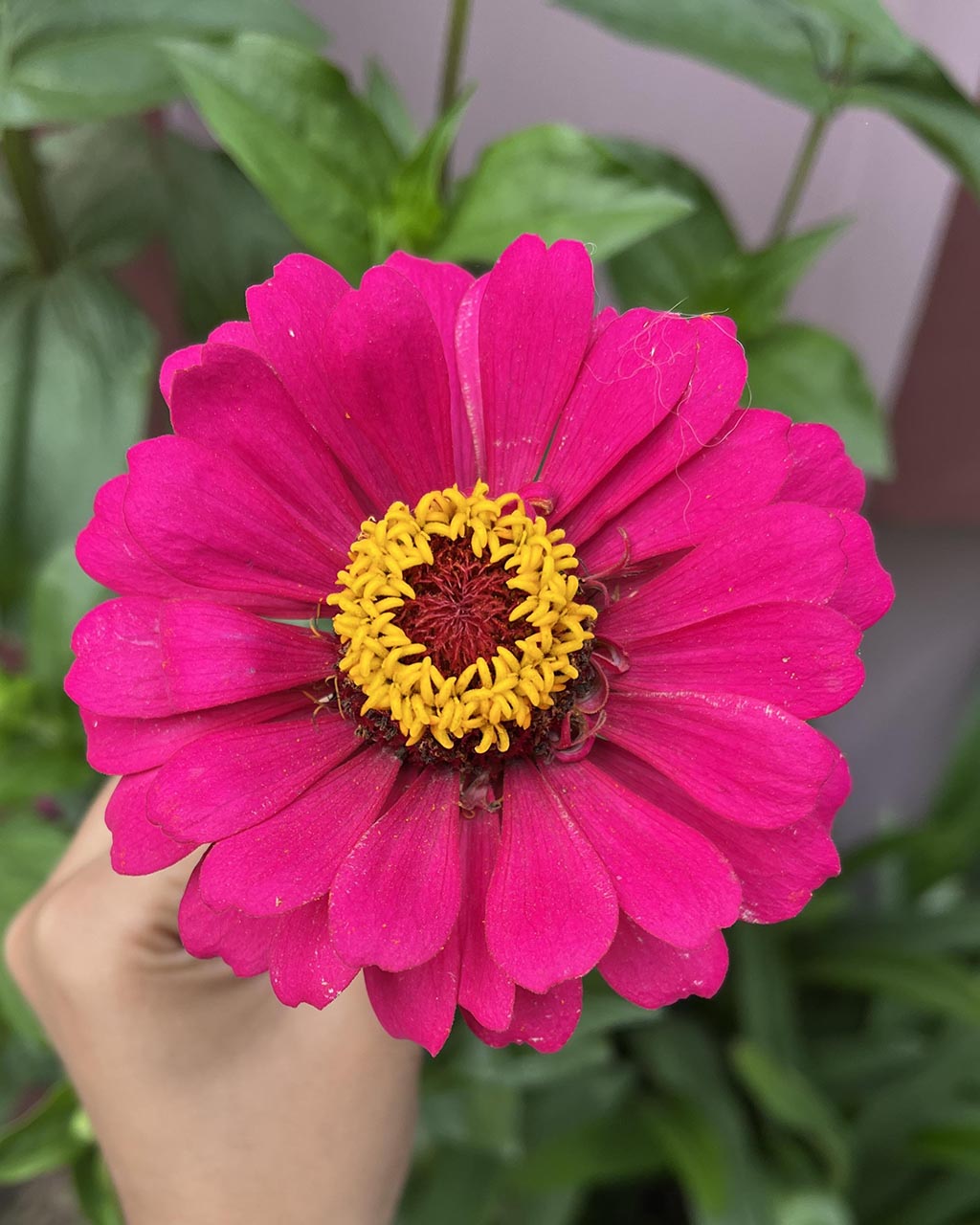 Zinnia (Mix)