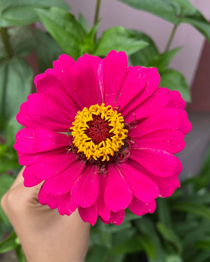 Zinnia (Mix)