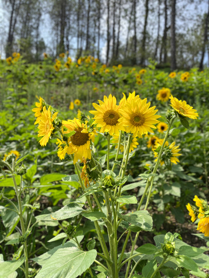 Sunflower (Multi-head)