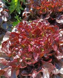 Lettuce Imphal Pesha Seeds