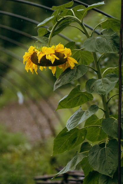 Giant Sunflower