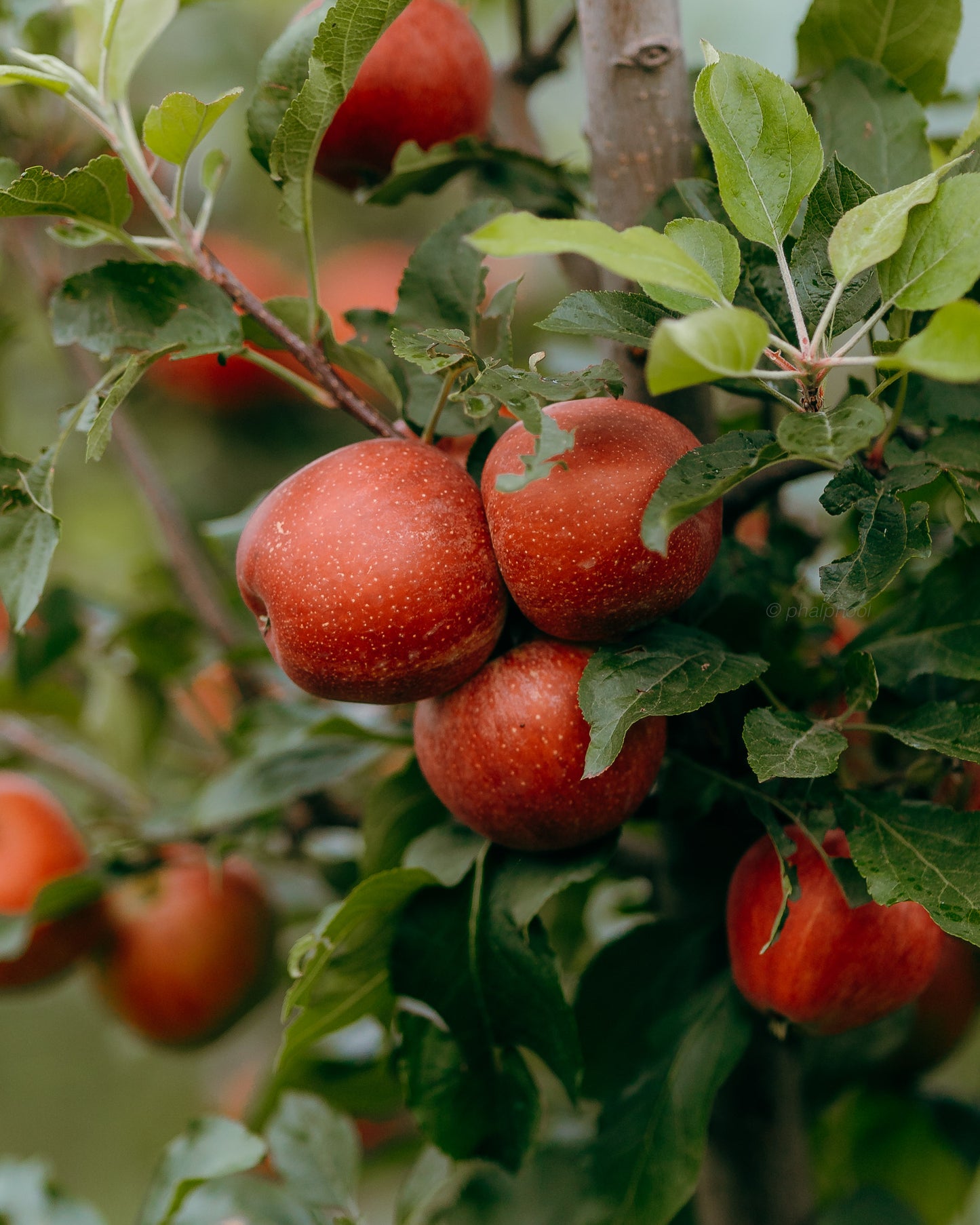 Gale Gala Apples