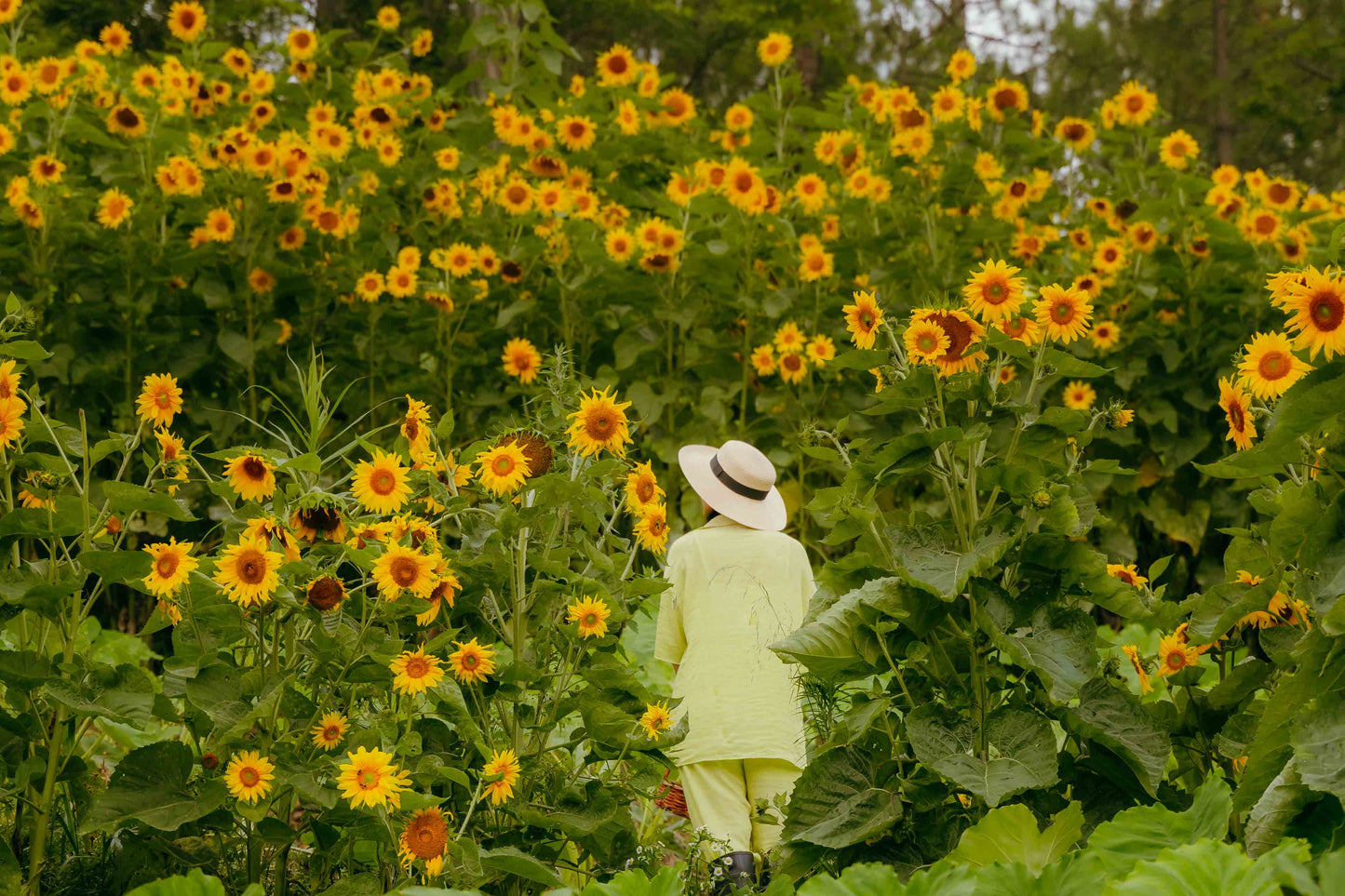 Sunflower (Multi-head)