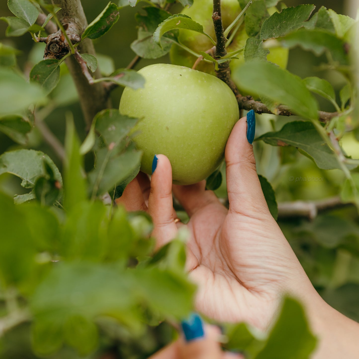 Golden Delicious Apples