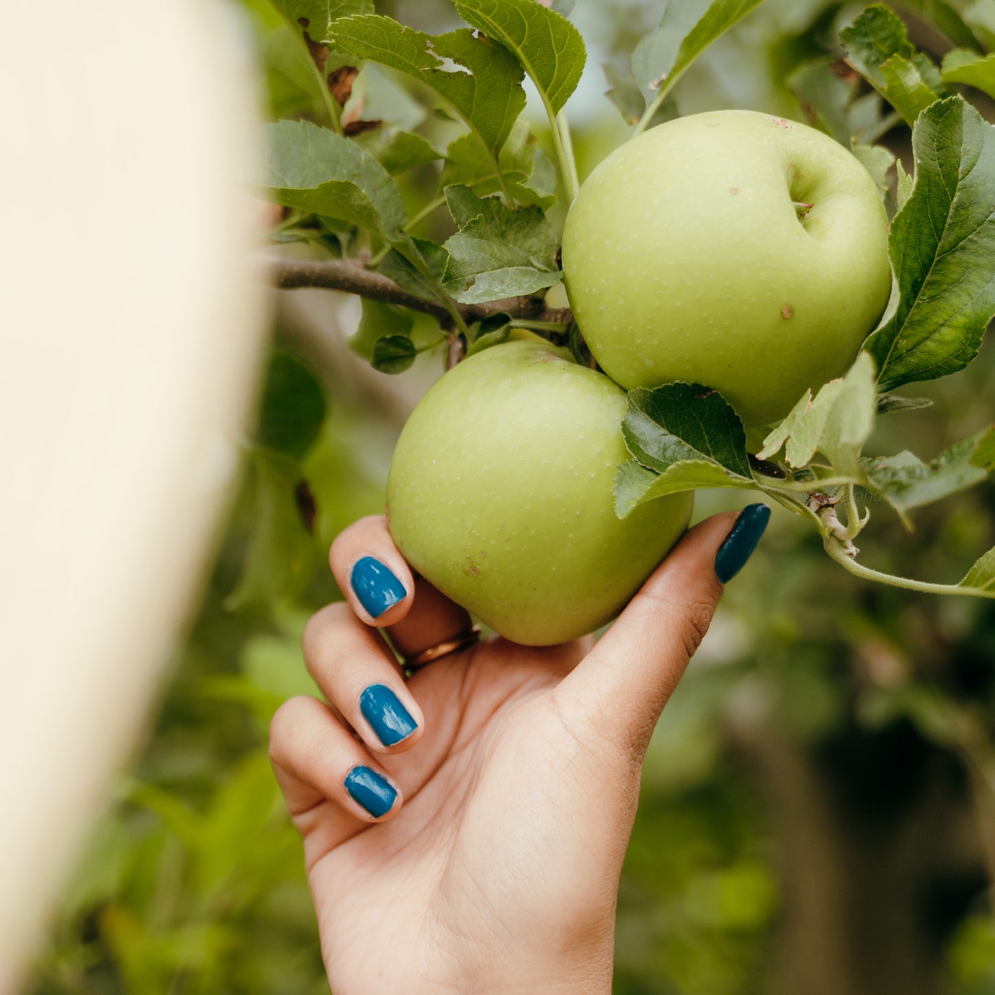 Golden Delicious Apples