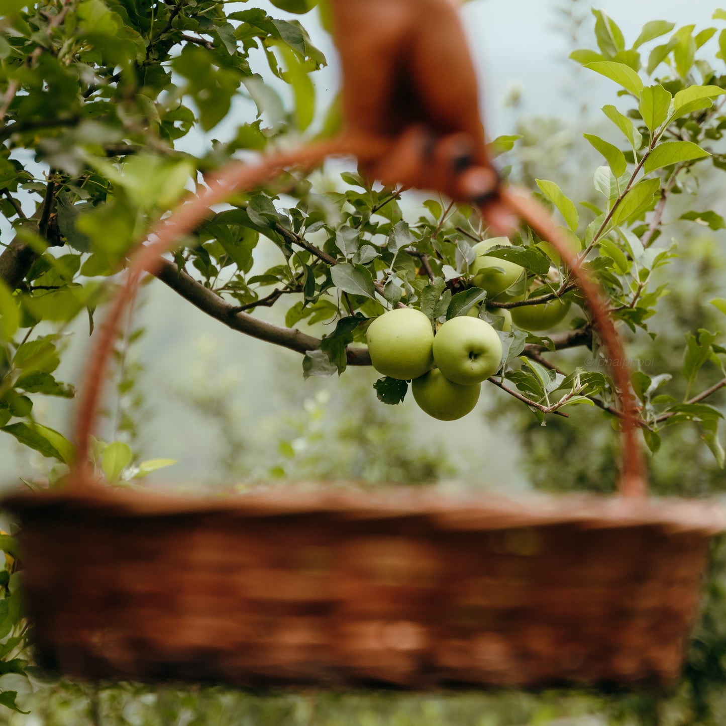 Golden Delicious Apples