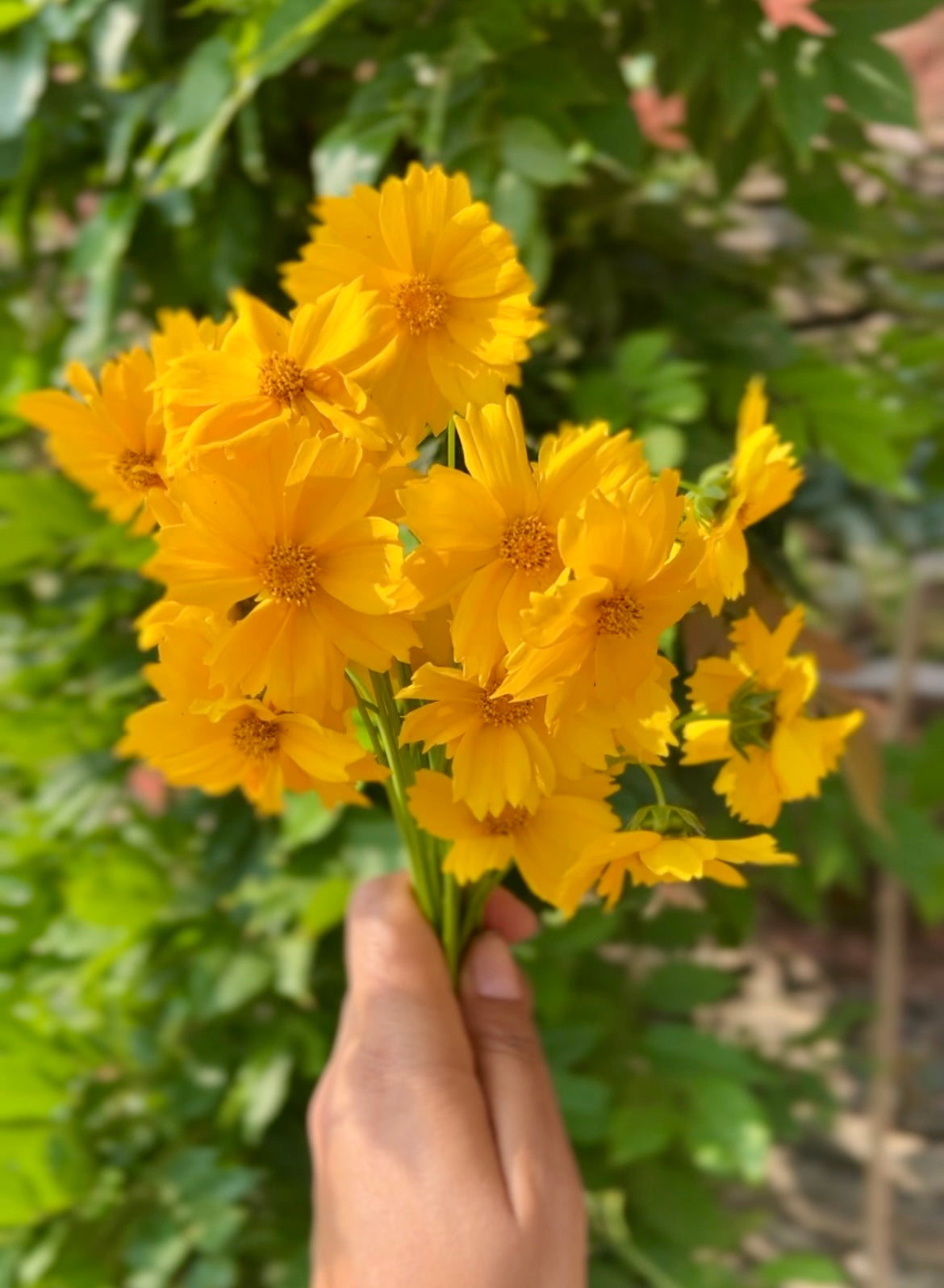 Lance-Leaved Coreopsis - Wildflower Seeds