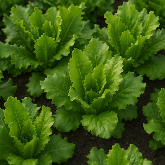 Lettuce Kohima Seeds