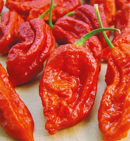 Chilli Bhut Julakia (King Chilli) Seeds