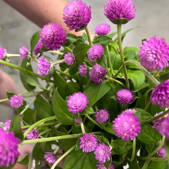 Gomphrena (Pink) Seeds