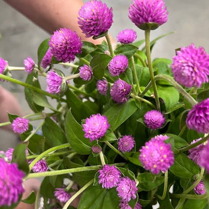 Gomphrena (Pink) Seeds