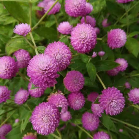 Gomphrena (Pink) Seeds