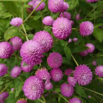 Gomphrena (Pink) Seeds