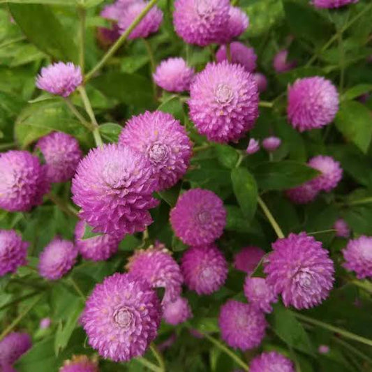 Gomphrena (Pink) Seeds