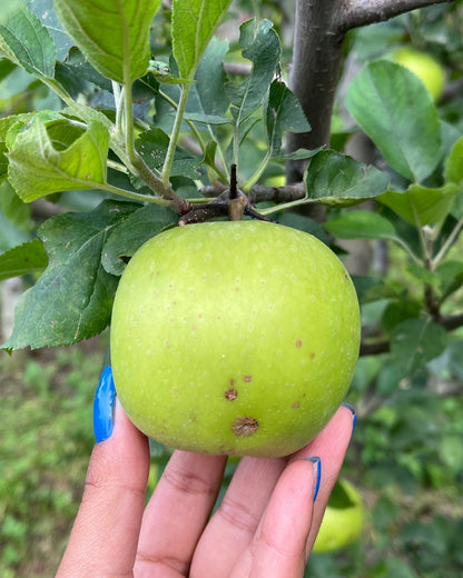 Golden Delicious Apples