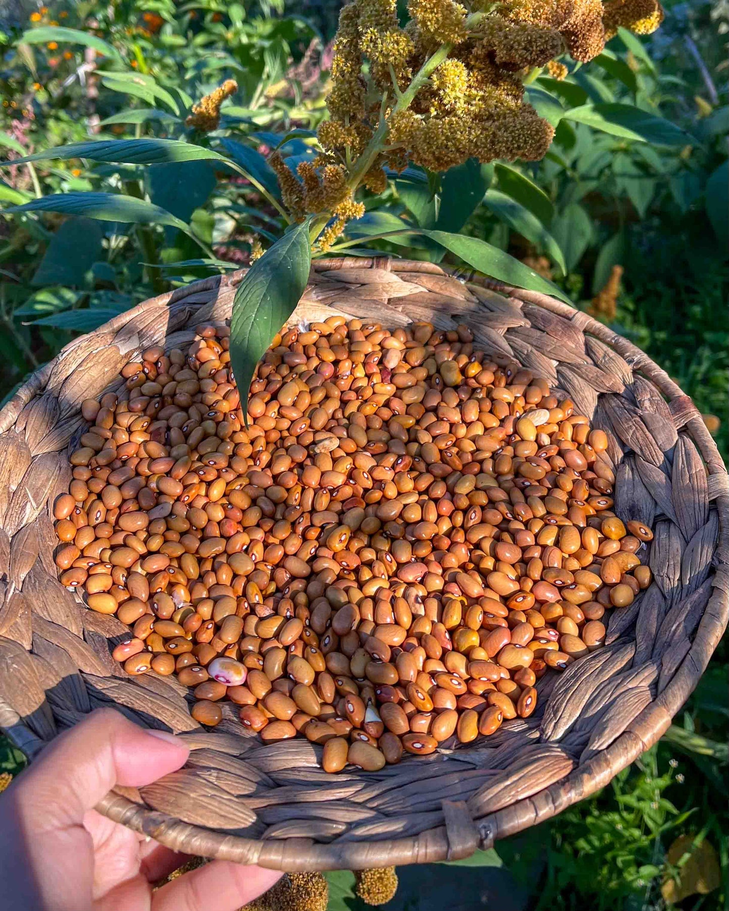 Pahadi Yellow Rajma - Desi Seeds