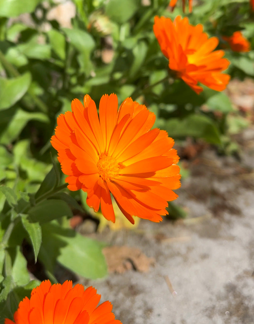 Calendula Seeds