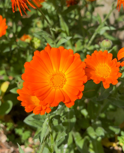 Calendula Seeds