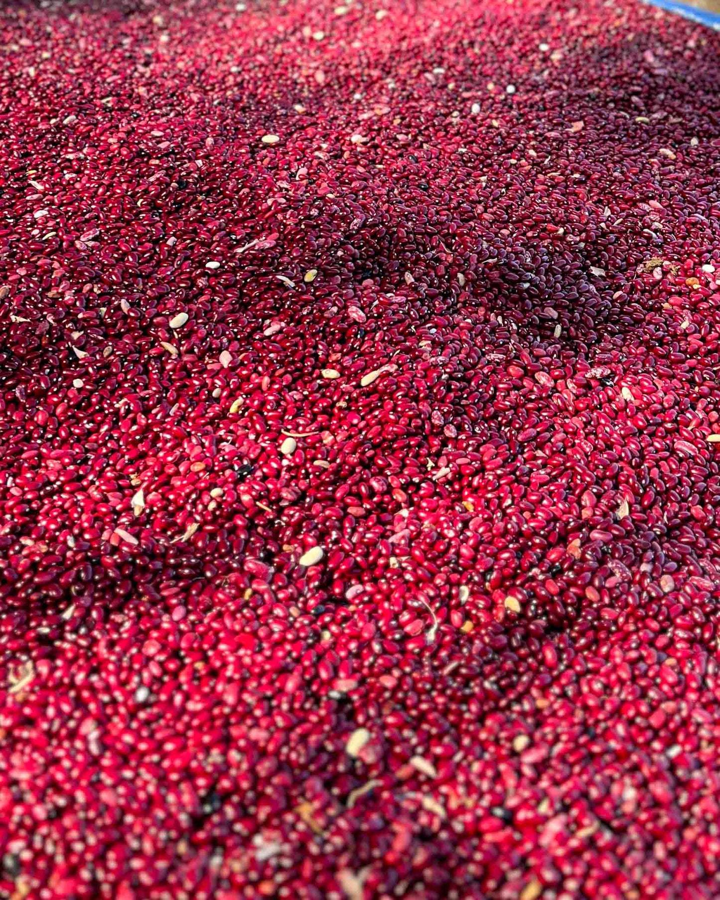 Pahadi Red Rajma - Desi Seeds