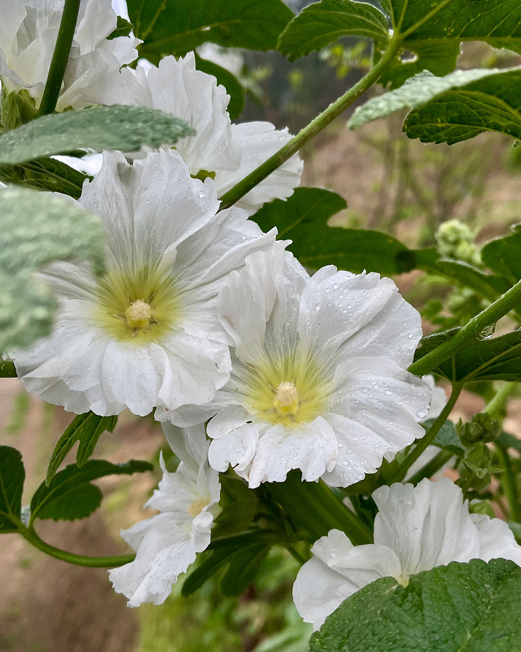 ⁠Hollyhock