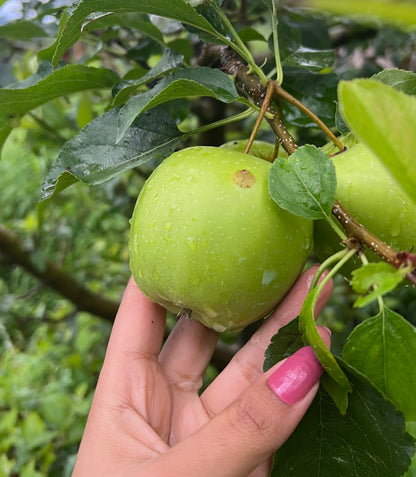 Golden Delicious Apples