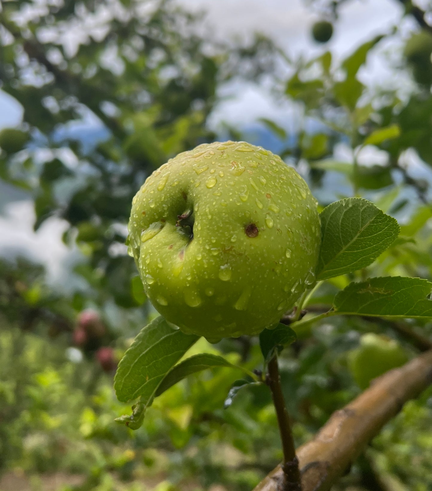 Golden Delicious Apples