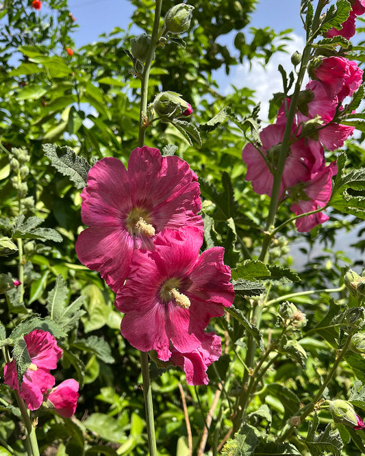 Hollyhock Dark Pink