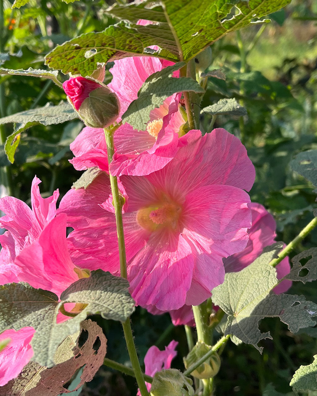 ⁠Hollyhock