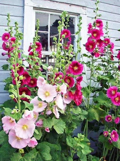 ⁠Hollyhock