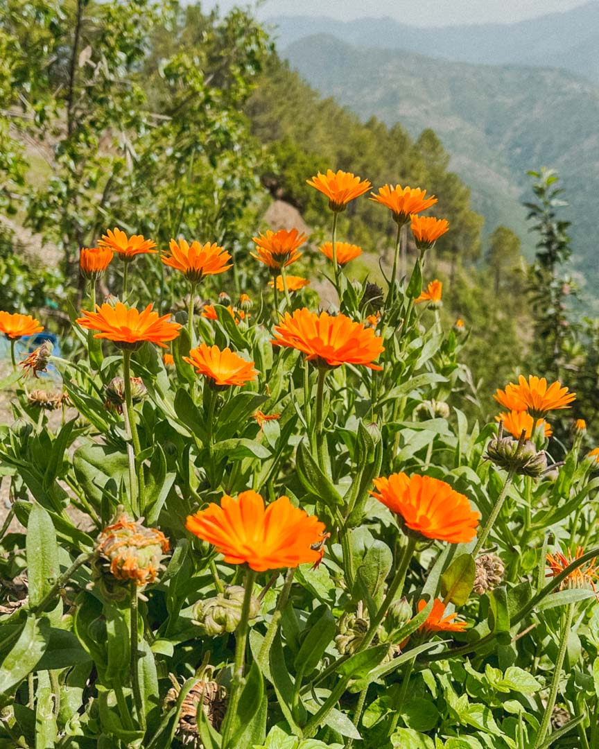 Calendula Seeds