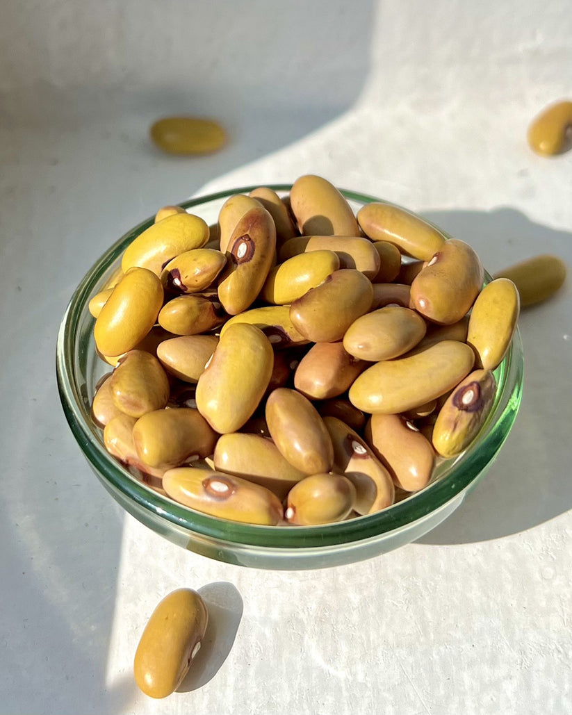 Pahadi Yellow Rajma Seeds – Phal Phool