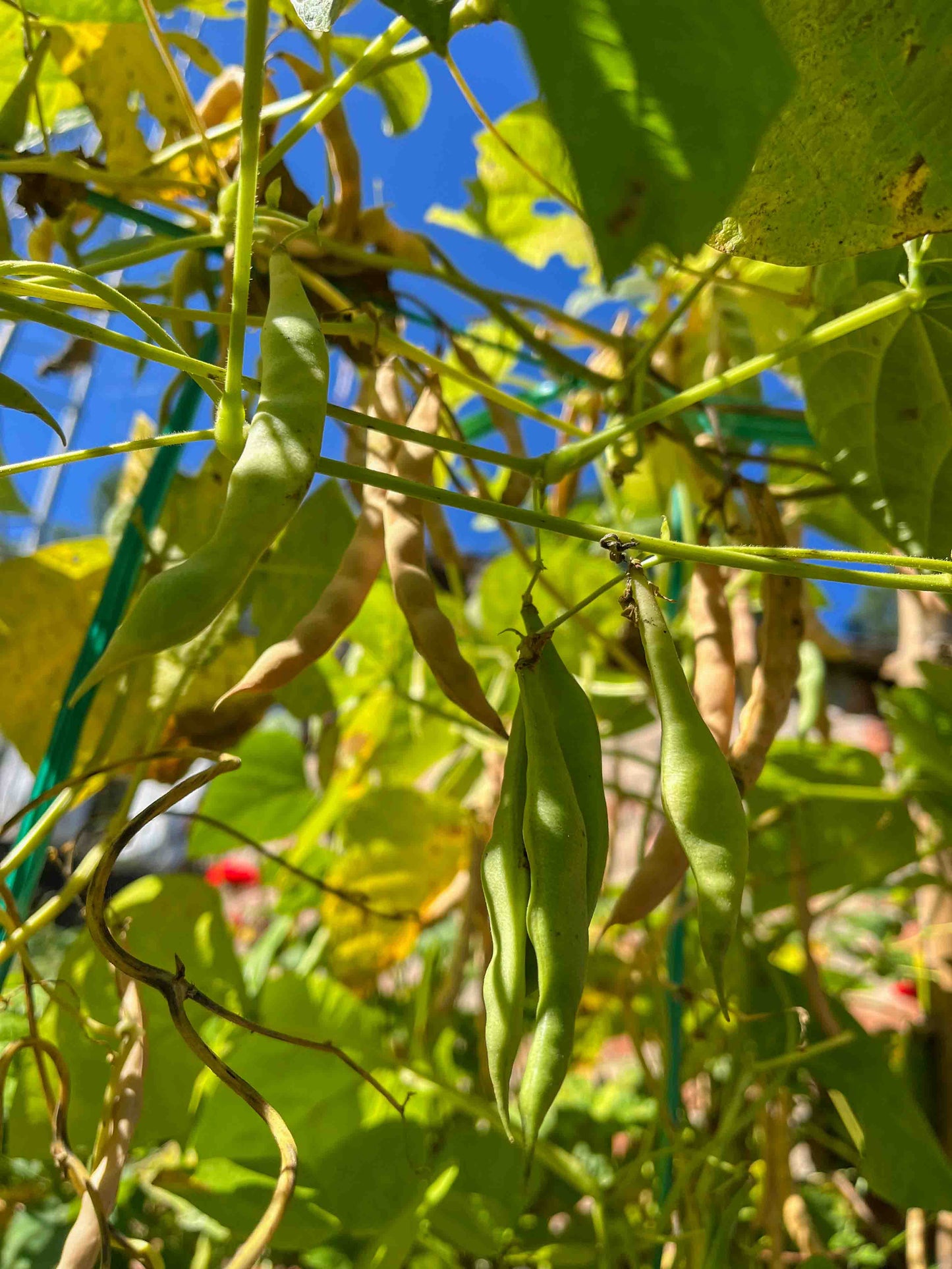 Pahadi Yellow Rajma - Desi Seeds