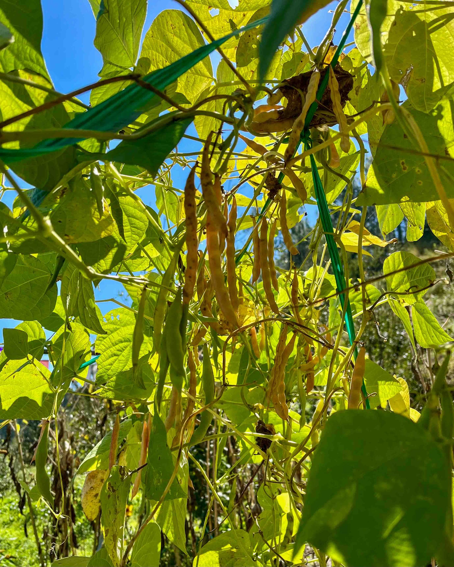 Pahadi Yellow Rajma - Desi Seeds