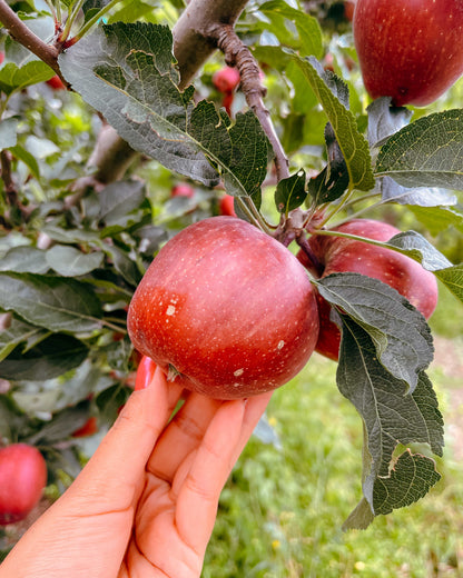 Gale Gala Apples