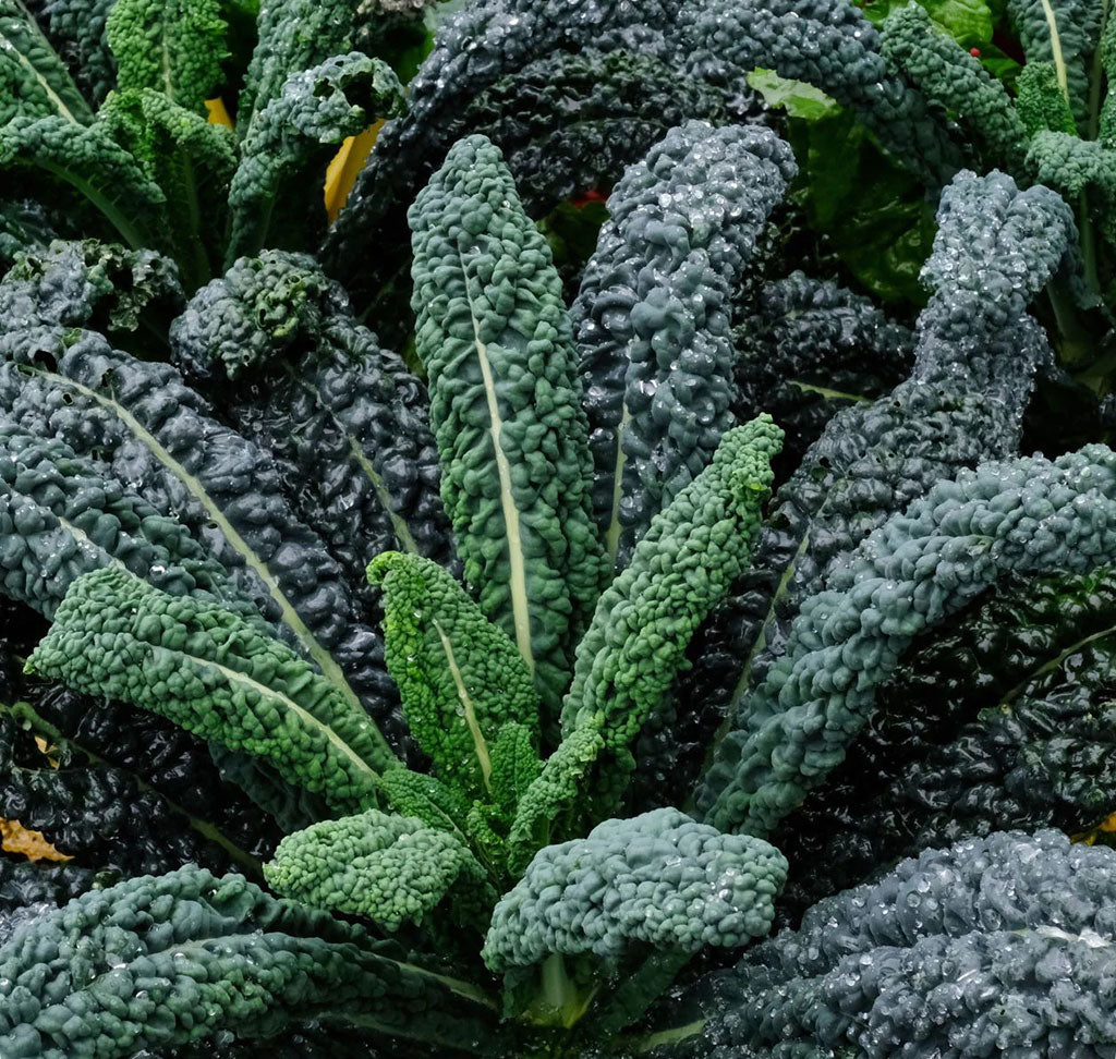 Kale Seeds