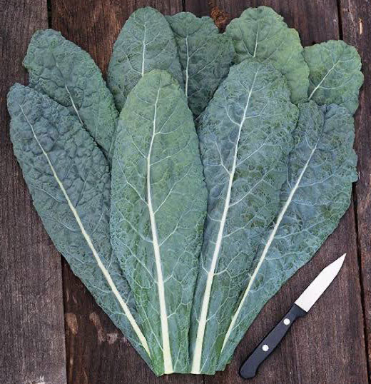 Kale Seeds