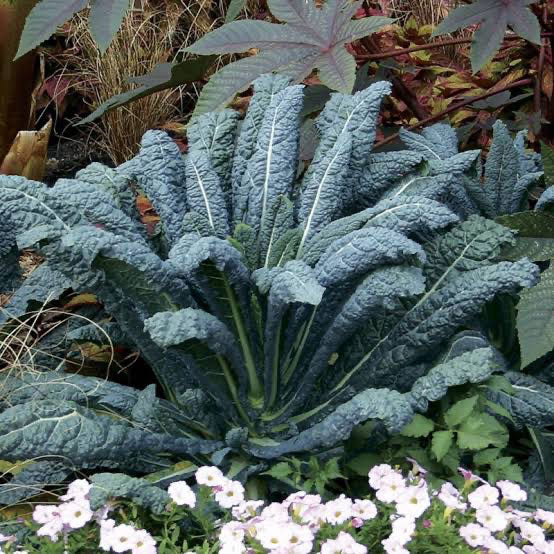 Kale Seeds