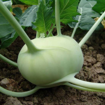 Kohl Rabi Seeds