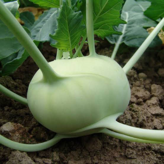 Kohl Rabi Seeds – Phal Phool