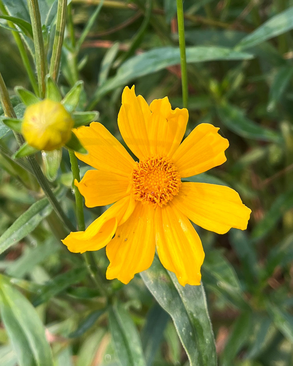 Lance-Leaved Coreopsis- Wildflower