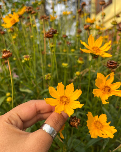 Lance-Leaved Coreopsis- Wildflower