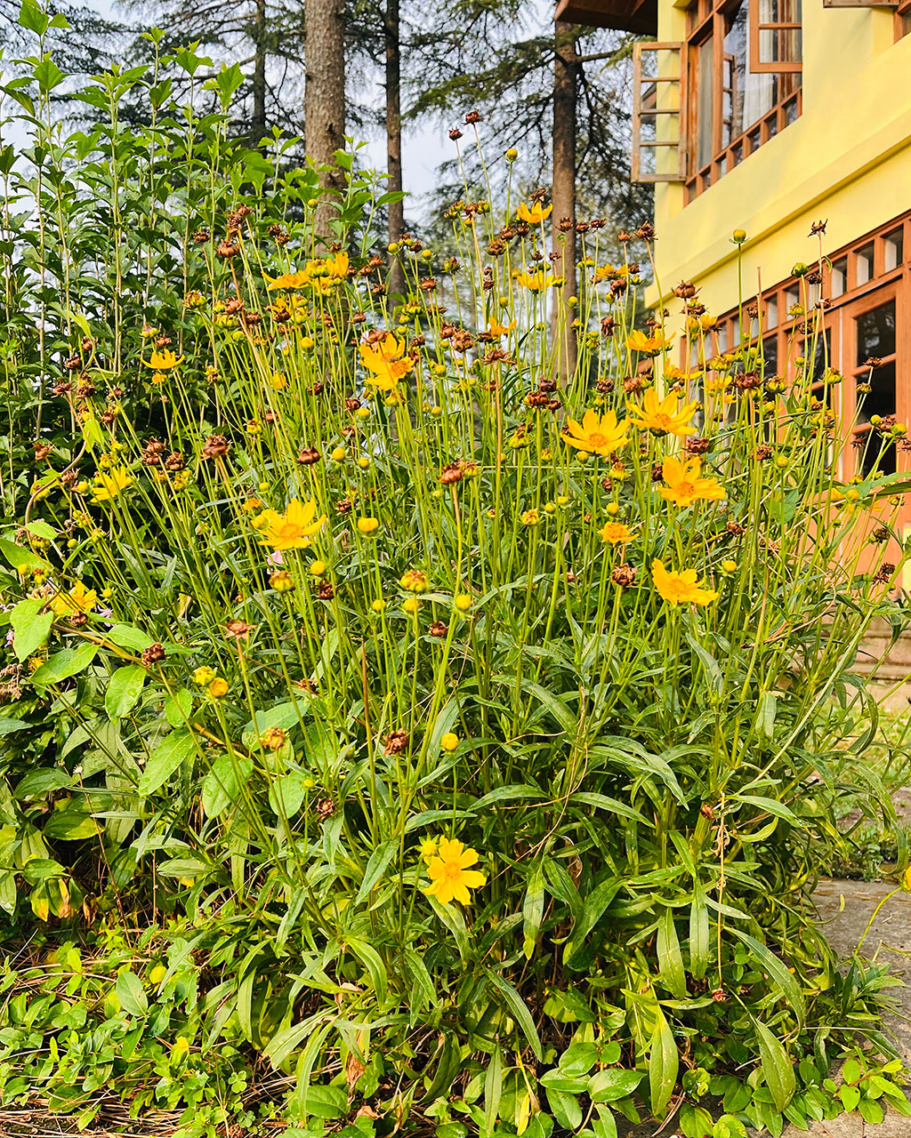 Lance-Leaved Coreopsis- Wildflower