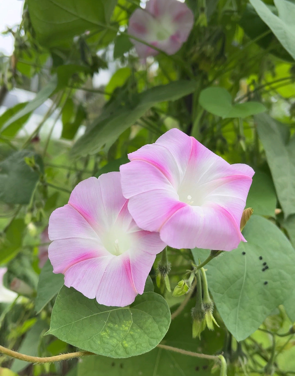 Morning Glory Pink