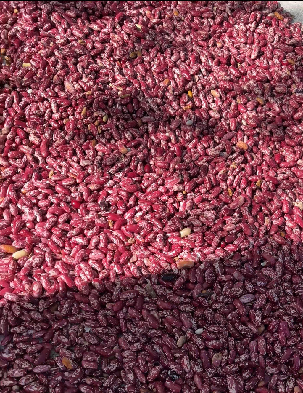 Pahadi Chitra Rajma – Phal Phool